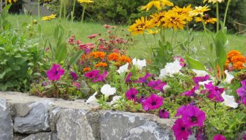 Tri cveta za sadnju u februaru koja su idealna za male bašte