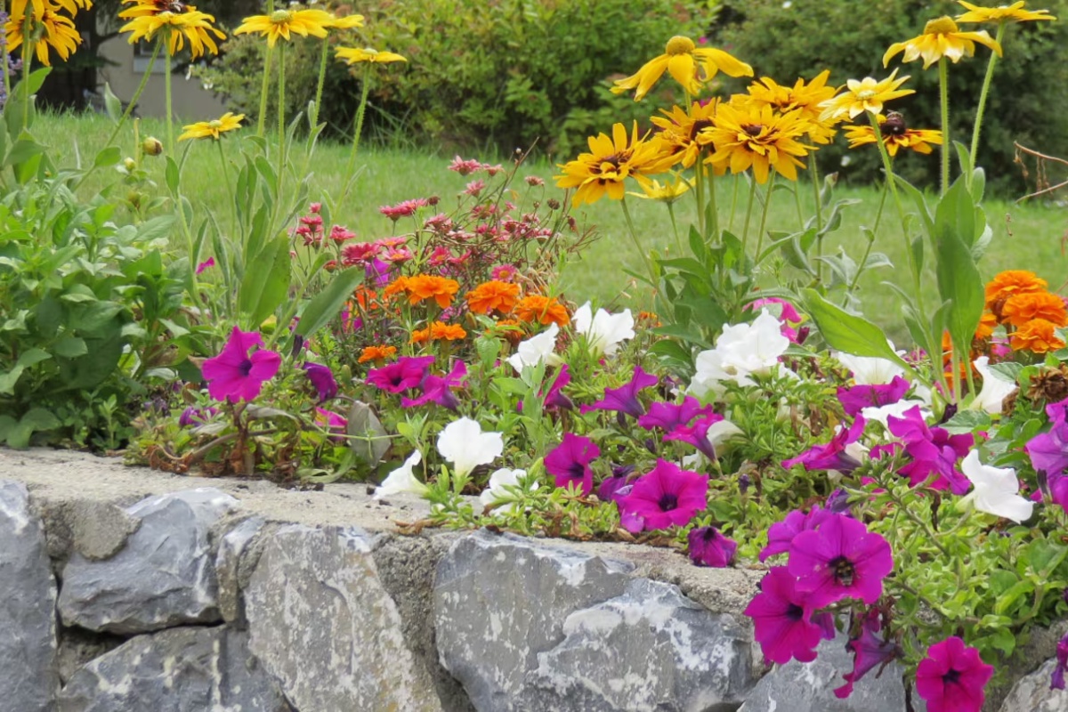 Tri cveta za sadnju u februaru koja su idealna za male bašte