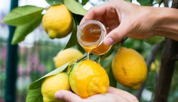 Stavljanje meda na limun: čemu služi i zašto se preporučuje