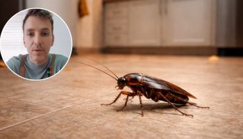 Dijego Fernandez, hemijski inženjer: „Insekticid ne pomaže protiv bubašvaba, bolja je borna kiselina“