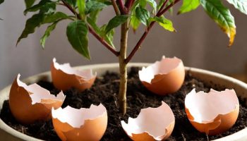 Stavljanje ljuski jaja u saksiju sa potusom: zašto se preporučuje i čemu služi