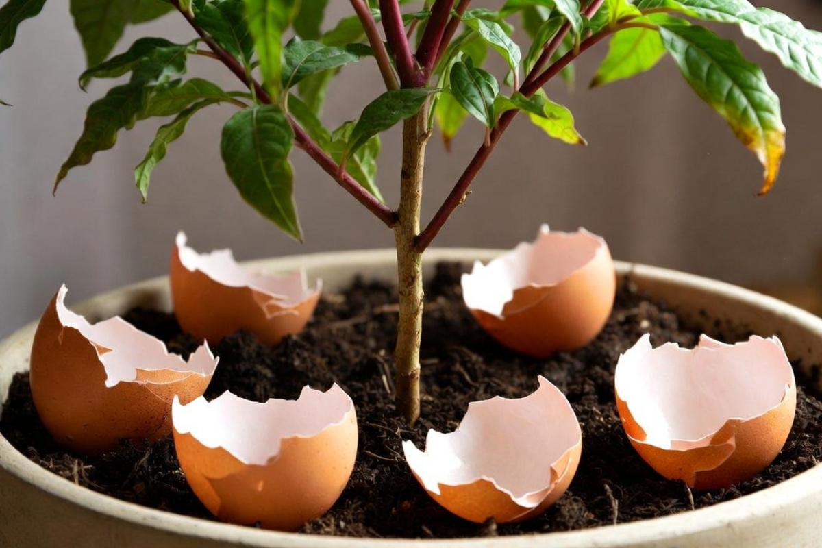 Stavljanje ljuski jaja u saksiju sa potusom: zašto se preporučuje i čemu služi