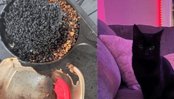 Ostavili su mačku samu kod kuće: kako je noćno odsustvo vlasnika zamalo postalo fatalno