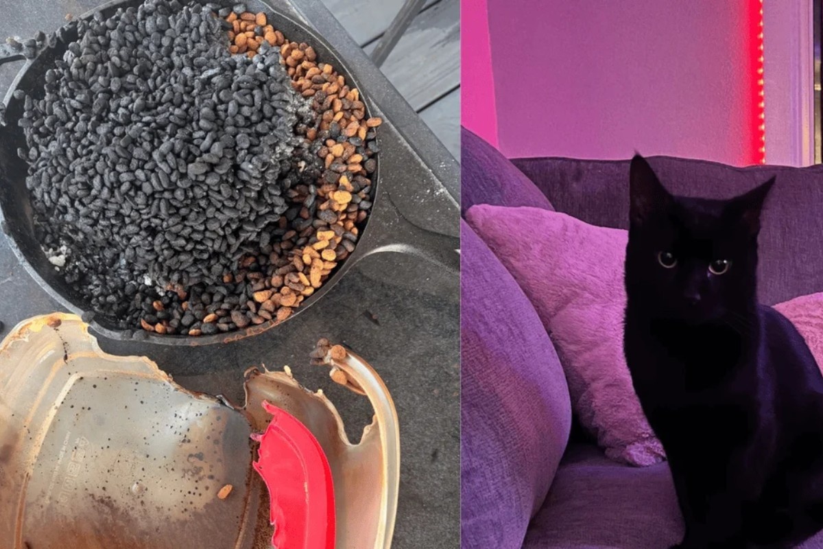 Ostavili su mačku samu kod kuće: kako je noćno odsustvo vlasnika zamalo postalo fatalno