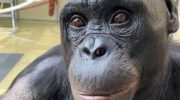 Bonobi i moć maštanja, otkriće koje ponovo ispisuje granice životinjskog uma