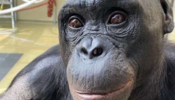 Bonobi i moć maštanja, otkriće koje ponovo ispisuje granice životinjskog uma