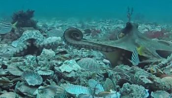 Ženke hobotnica gađaju predmetima mužjake koji ih „uznemiravaju“: iznenađujući video snimak