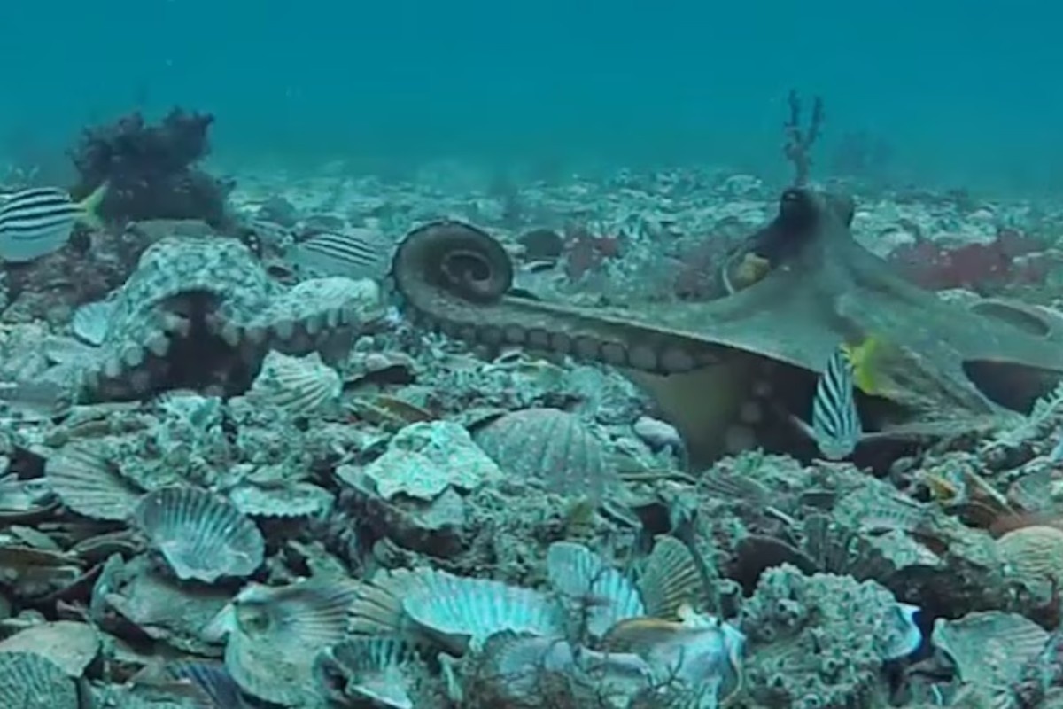 Ženke hobotnica gađaju predmetima mužjake koji ih „uznemiravaju“: iznenađujući video snimak