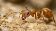 Evo kako se mravi prilagođavaju svakom kutku planete: koja je njihova evolucionarna tajna