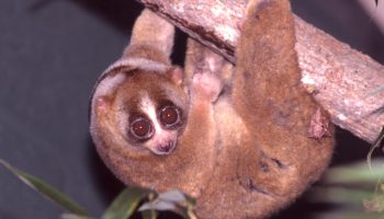 Neodoljiv, ali smrtonosan: upoznajte sporog lorisa, jedinog otrovnog primata na planeti