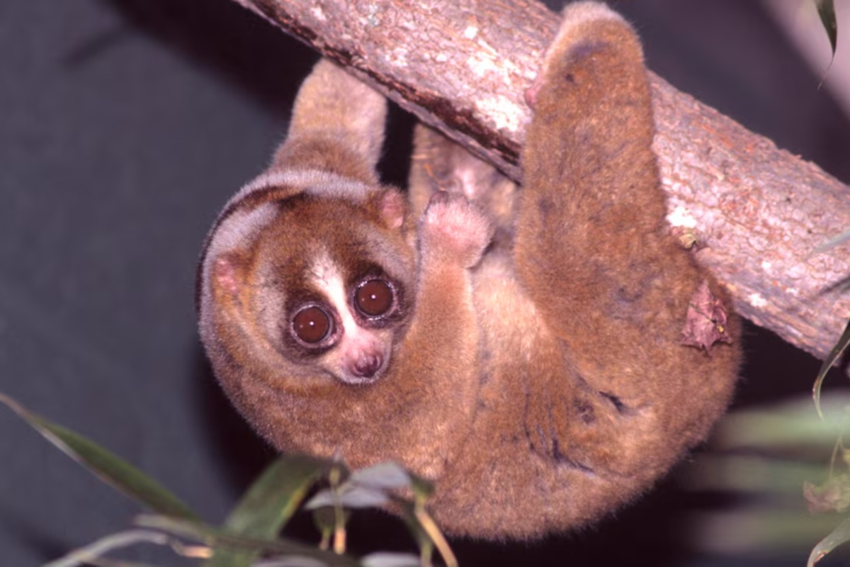 Neodoljiv, ali smrtonosan: upoznajte sporog lorisa, jedinog otrovnog primata na planeti