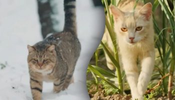 Da li mačke treba da izlaze napolje – veterinarka iznenadila priznanjem