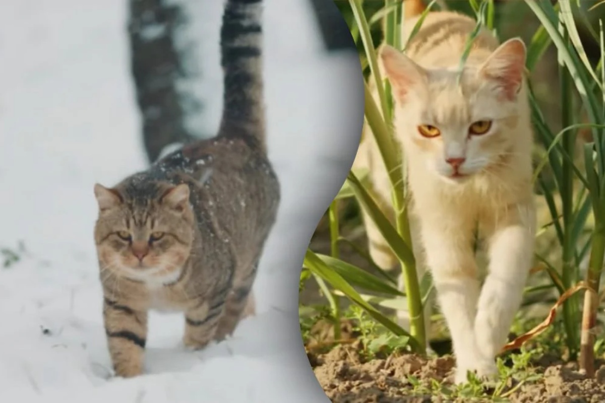 Da li mačke treba da izlaze napolje – veterinarka iznenadila priznanjem