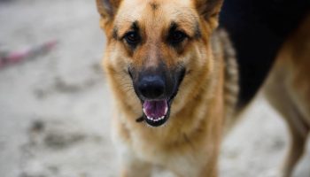 Pas star 12 godina proveo je čitav život u skladištu i odlazi u penziju: "Hitno je, vlasnik ga više ne želi"