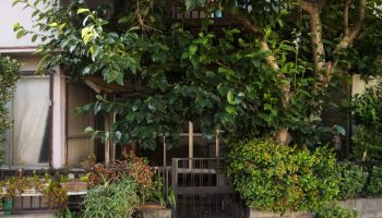 Ako su vam blizu, selite se: 5 stabala koja nikada ne treba saditi pored kuće