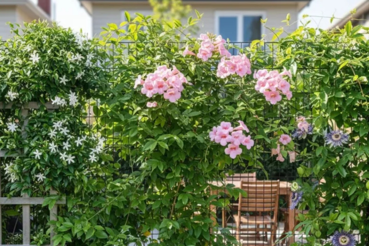 Napravite živu ogradu za par meseci: 3 biljke ultra brzog rasta za vašu baštu