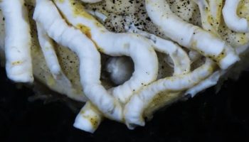 Japan istražuje dno okeana na 5.500 metara i pronalazi živo biće sa metalnim jezikom