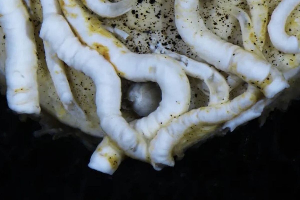 Japan istražuje dno okeana na 5.500 metara i pronalazi živo biće sa metalnim jezikom