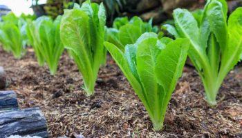 10 vrsta povrća koje treba da posadite u zatvorenom prostoru u februaru za ranu prolećnu berbu