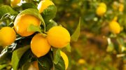 Kako da drvo limuna bude prepuno plodova uz pomoć jednostavnog domaćeg trika