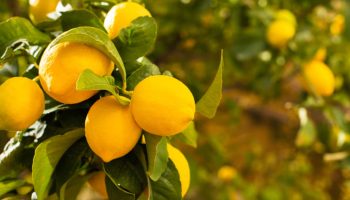 Kako da drvo limuna bude prepuno plodova uz pomoć jednostavnog domaćeg trika