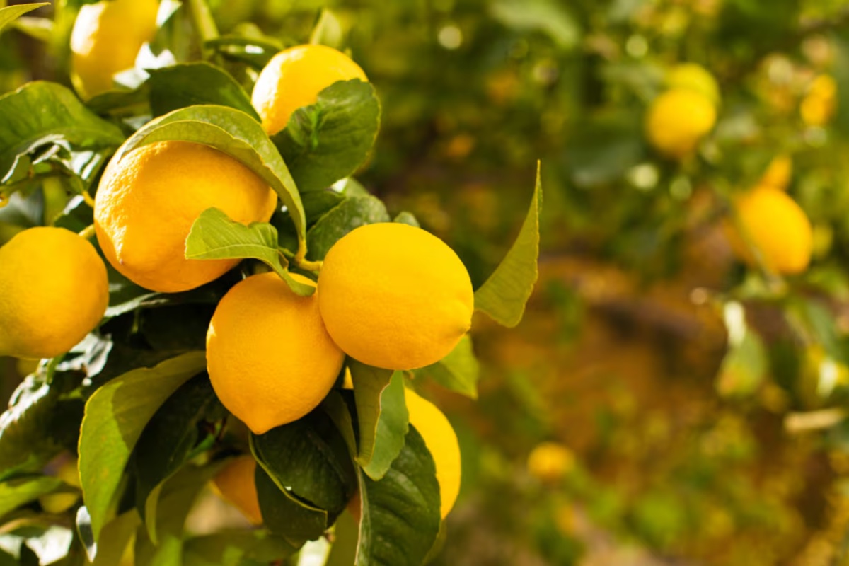 Kako da drvo limuna bude prepuno plodova uz pomoć jednostavnog domaćeg trika