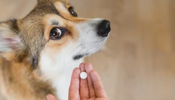 Ni 3 ni 6 meseci: Evo koliko često treba da čistite psa od parazita, prema rečima veterinarke