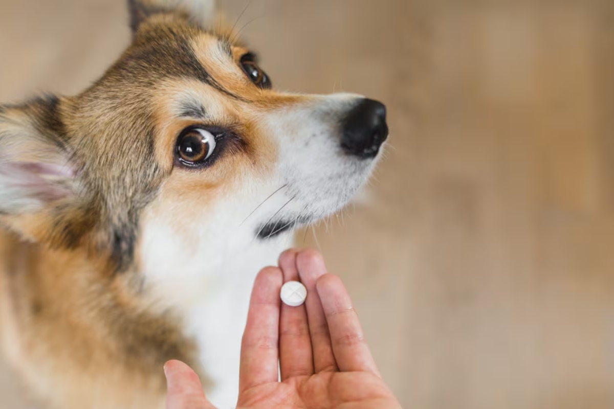 Ni 3 ni 6 meseci: Evo koliko često treba da čistite psa od parazita, prema rečima veterinarke