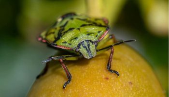 Sa hladnoćom se ponovo aktivira prisustvo zelenih stenica u domovima: evo kako reagovati na vreme da se izbegne zimska invazija