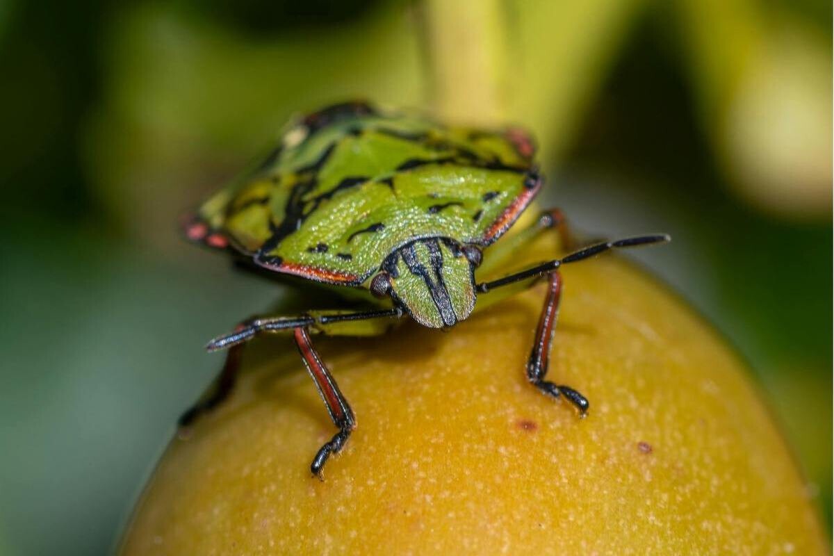 Sa hladnoćom se ponovo aktivira prisustvo zelenih stenica u domovima: evo kako reagovati na vreme da se izbegne zimska invazija