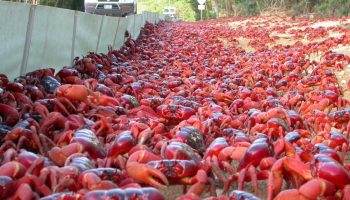 Na Božićnom ostrvu živi 1.500 ljudi i 120 miliona rakova. Za Google, to je idealno mesto za postavljanje podmorskog kabla