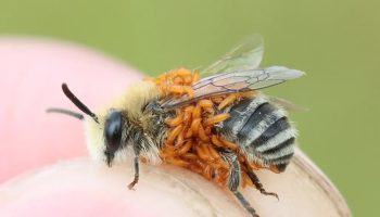 Otkriće varljivog parazita: privlači pčele mirisom cveća