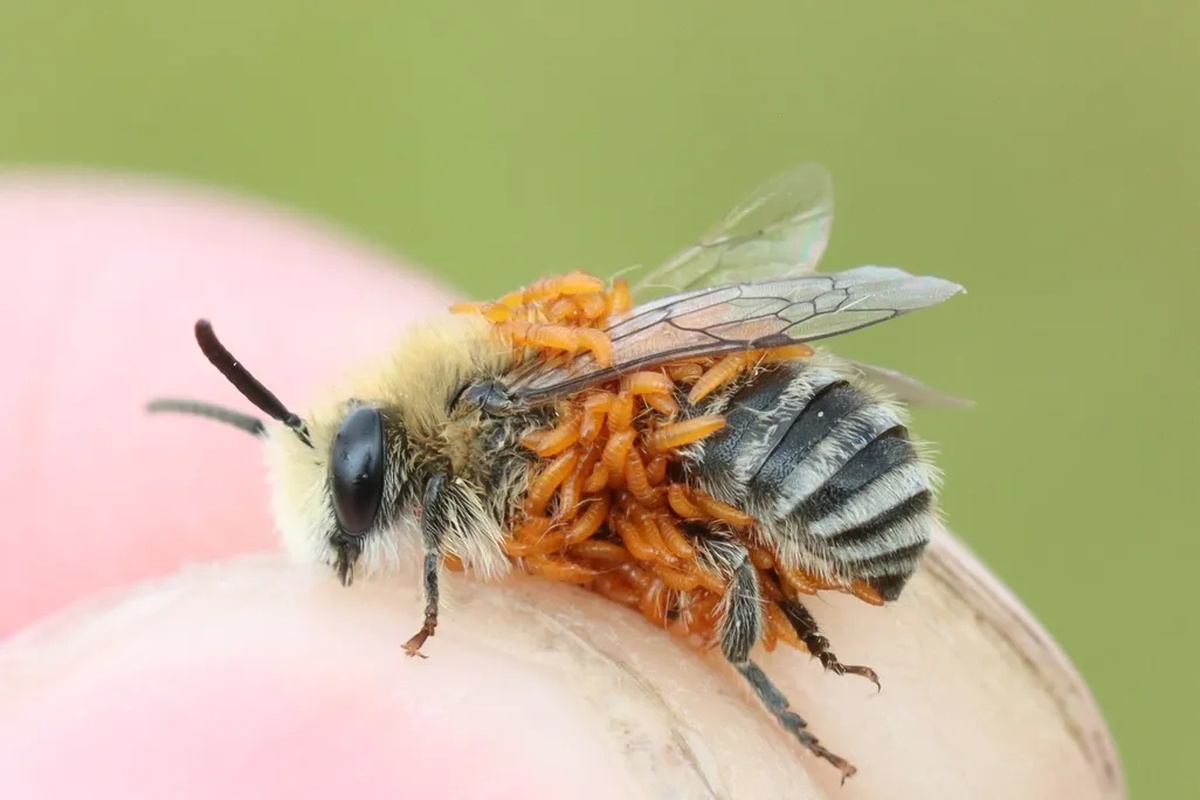 Otkriće varljivog parazita: privlači pčele mirisom cveća