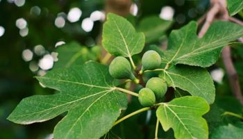 Koje su prednosti ispijanja infuzije od listova smokve na prazan stomak