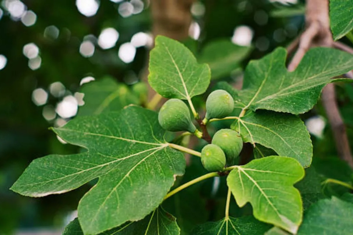 Koje su prednosti ispijanja infuzije od listova smokve na prazan stomak
