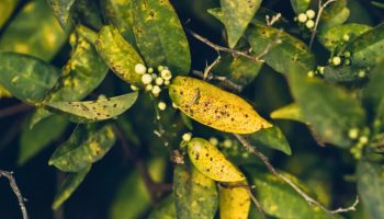 Domaći trik za oporavak drveta pomorandže sa žutim listovima