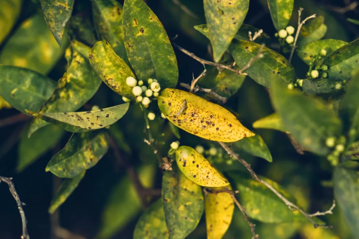 Domaći trik za oporavak drveta pomorandže sa žutim listovima
