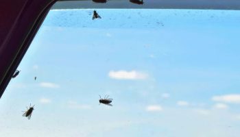 Ako vidite muve na zidovima ili prozorima svoje kuće, otkrivamo vam šta to znači i zašto je dobro