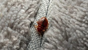 Kako ukloniti stenice sa dušeka pomoću domaćeg trika od samo jednog sastojka