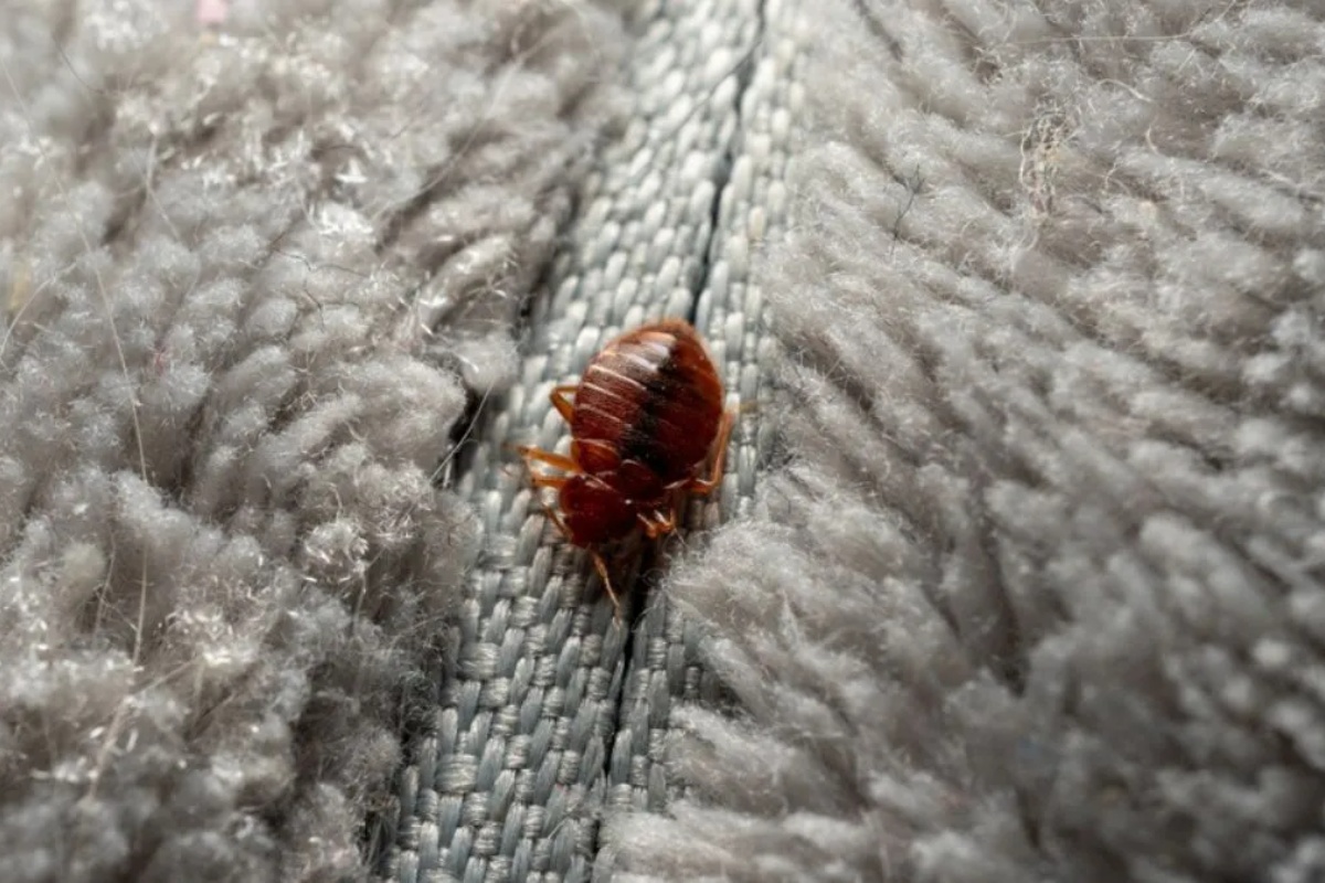 Kako ukloniti stenice sa dušeka pomoću domaćeg trika od samo jednog sastojka