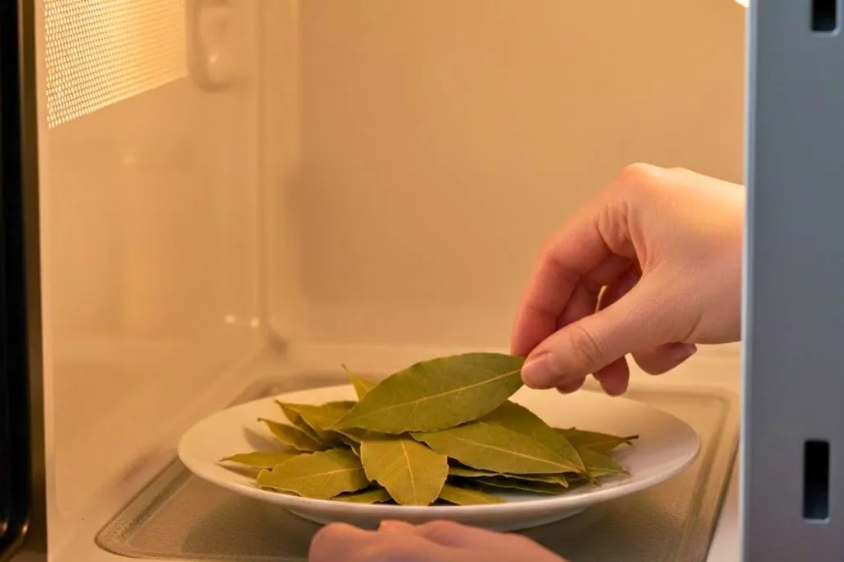 Stavljanje lovorovog lista u mikrotalasnu: zašto se preporučuje i koje su prednosti