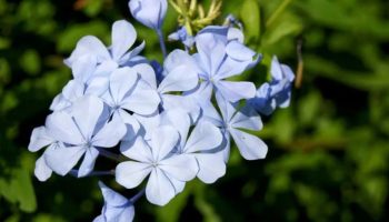 Kako razmnožiti plavi jasmin: Vaša bašta će imati cveće skoro cele godine