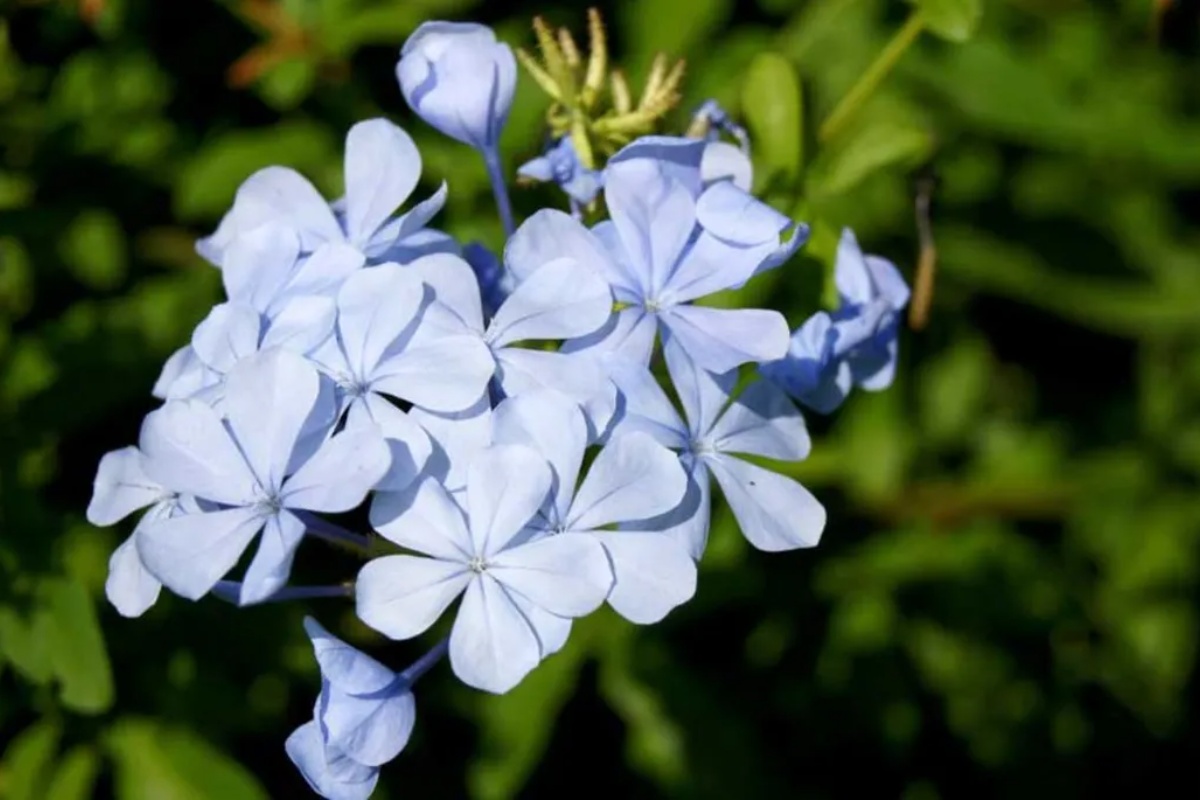Kako razmnožiti plavi jasmin: Vaša bašta će imati cveće skoro cele godine