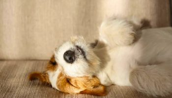 Šta znači kada vaš pas 'trči u snu' i u kom trenutku treba da se zabrinete