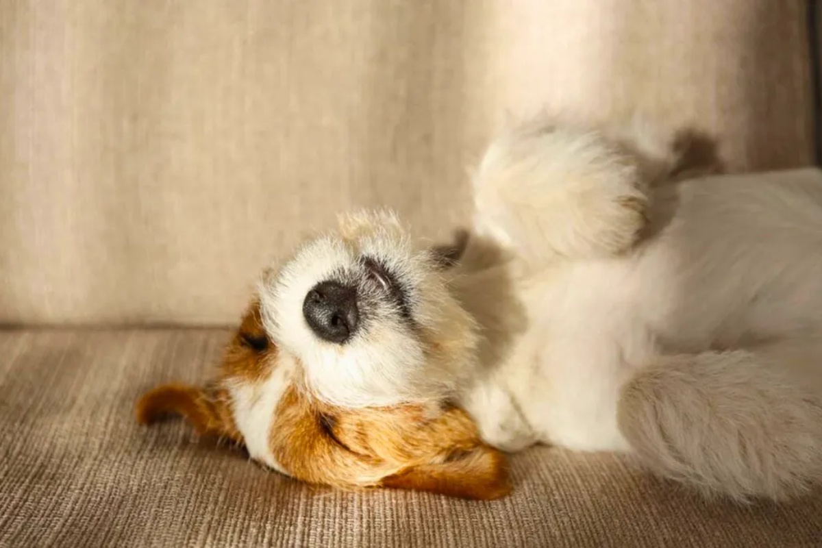 Šta znači kada vaš pas 'trči u snu' i u kom trenutku treba da se zabrinete