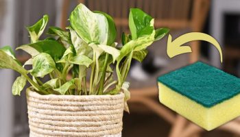 Kako proklijati puzavicu potos i stvoriti nove izdanke koristeći kuhinjski sunđer