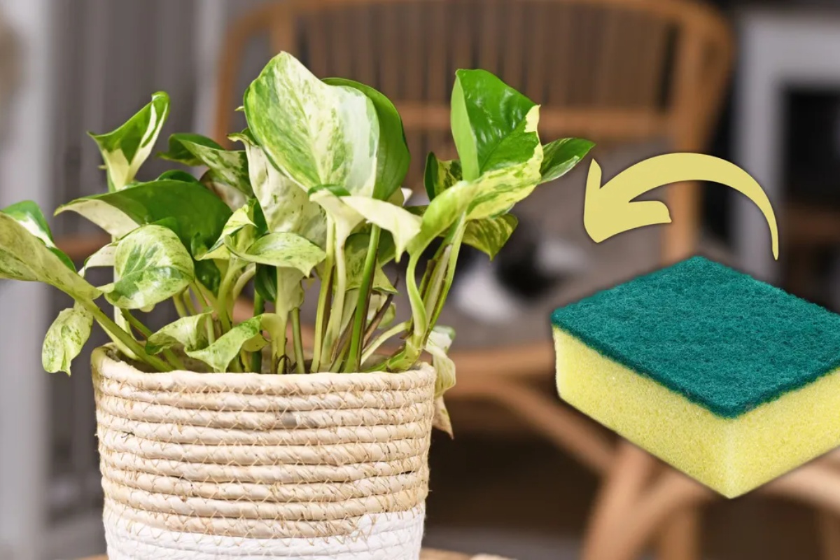 Kako proklijati puzavicu potos i stvoriti nove izdanke koristeći kuhinjski sunđer