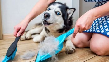 Recite zbogom psećim dlakama po celoj kući: Trikovi za čišćenje koji zaista rade
