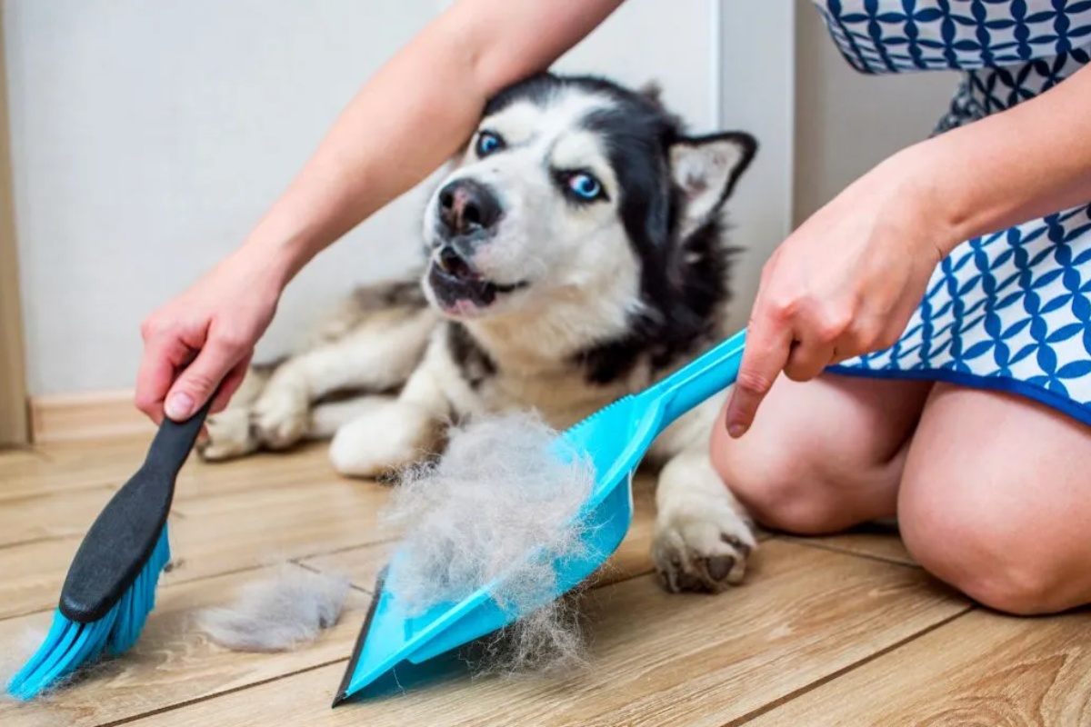 Recite zbogom psećim dlakama po celoj kući: Trikovi za čišćenje koji zaista rade