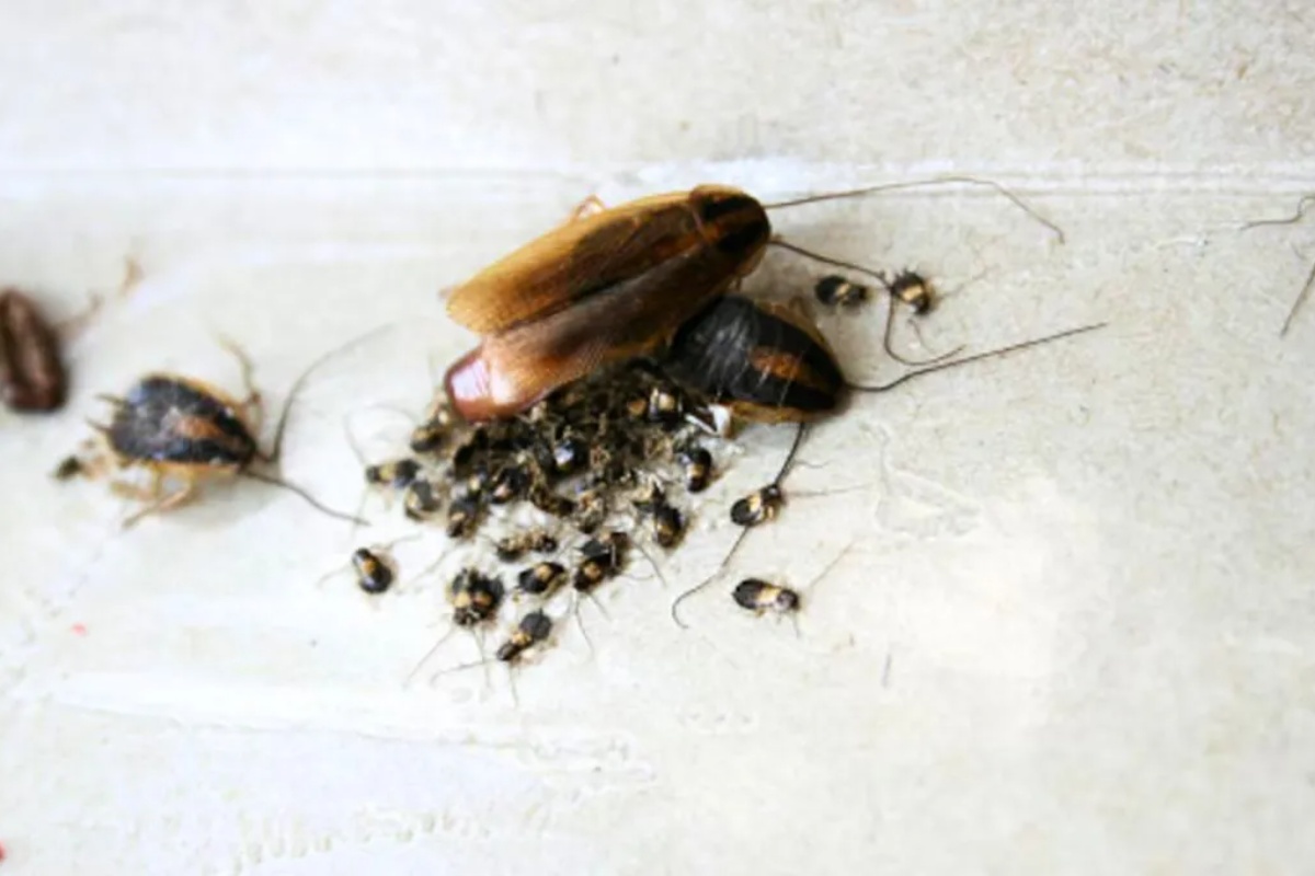 Kako eliminisati bubašvabe iz kuhinje koristeći malo ključale vode: efikasno domaće uklanjanje